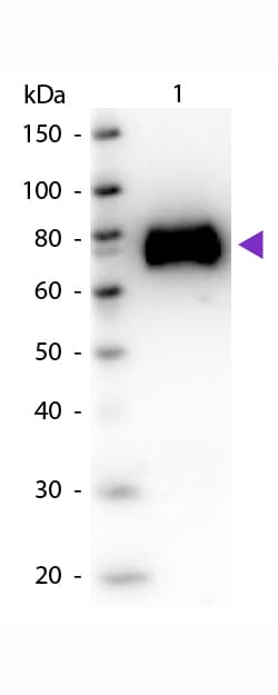 gox / Glucose Oxidase Antibody