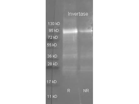 SUC1 Antibody (Liquid, HRP)