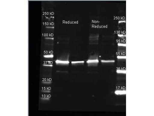 Polyclonal Goat anti-Bacteria Sarcosine Oxidase Antibody (Liquid, Biotin, WB)