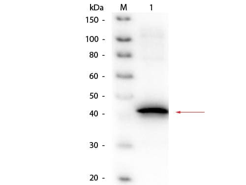 Polyclonal Goat anti-Bacteria Sarcosine Oxidase Antibody (Liquid, Biotin, WB)