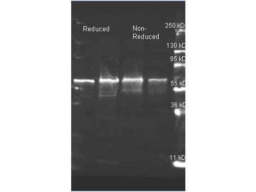 Choline Oxidase Antibody (Liquid, Biotin)