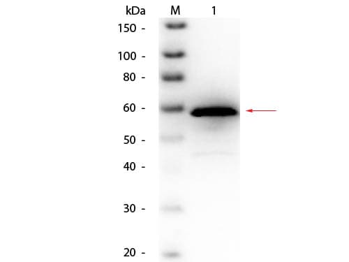 Choline Oxidase Antibody (Lyophilized, Biotin)