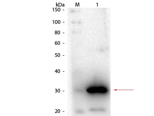 Polyclonal Goat anti-Human CA1 / Carbonic Anhydrase I Antibody (Liquid, IHC, WB)