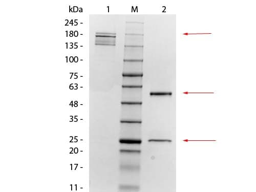 MSLN / Mesothelin Antibody (clone MB-G10)