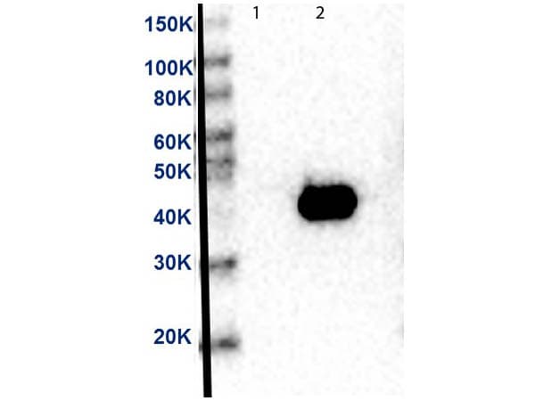 MAP2K2 / MKK2 / MEK2 Antibody (C-Terminus, clone 12A6.G1.G11)