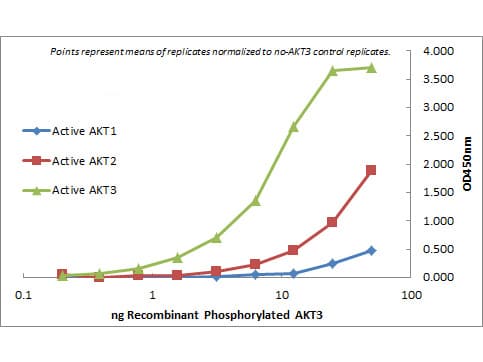 AKT3 Antibody (Internal, clone 9A5.H9.G7)