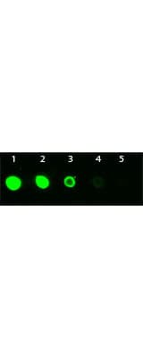 Monoclonal Mouse anti-Human AKT3 Antibody (clone 25F6.F6.D8, FITC, Internal, IHC, IF, WB)