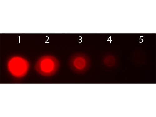 AKT3 Antibody (Internal, clone 9A5.H9.G7, RPE)