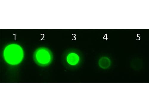 AKT3 Antibody (Internal, clone 25F6.F6.D8, APC)