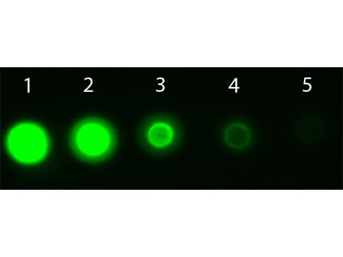 Monoclonal Mouse anti-Human AKT3 Antibody (clone 9A5.H9.G7, APC, Internal, IHC, IF, WB)