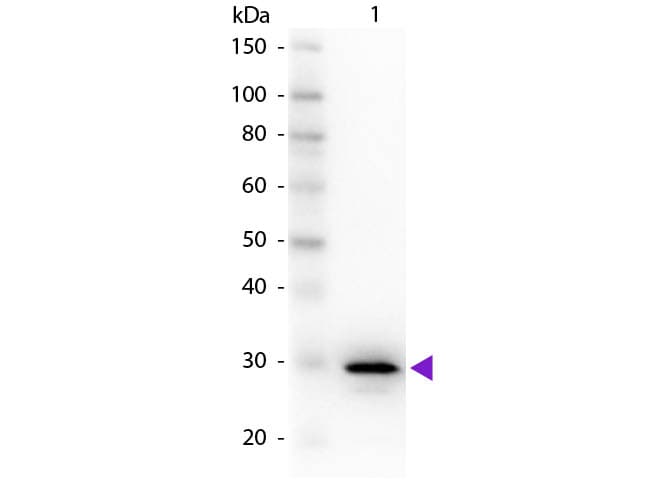 CA2 / Carbonic Anhydrase II Antibody (Liquid)
