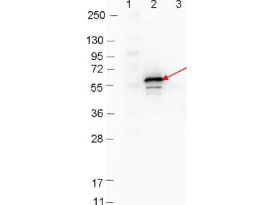 DbpB Antibody (Liquid)