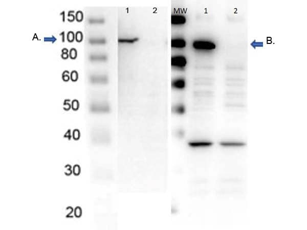 Polyclonal Rabbit anti-Human PARP1 Antibody (C-Terminus, WB)
