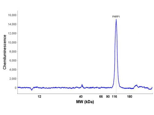 Polyclonal Rabbit anti-Human PARP1 Antibody (C-Terminus, WB)