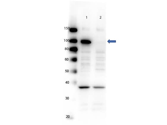 Polyclonal Rabbit anti-Human PARP1 Antibody (C-Terminus, WB)