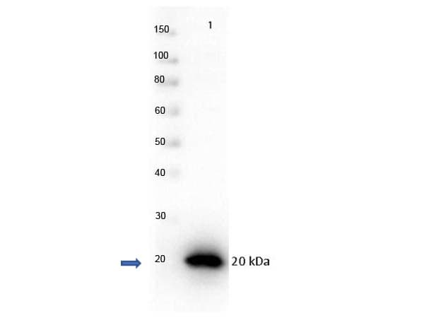 Polyclonal Rabbit anti-Human PARP1 Antibody (C-Terminus, WB)