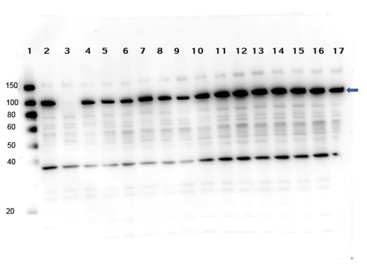Polyclonal Rabbit anti-Human PARP1 Antibody (C-Terminus, WB)