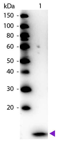 Polyclonal Rabbit anti-Human B2M / Beta 2 Microglobulin Antibody (Liquid, HRP, IHC, IF, WB)