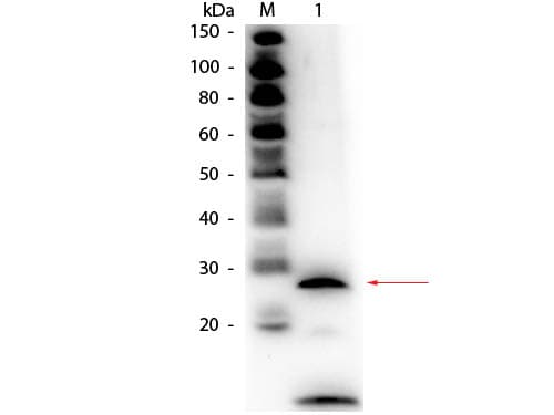 Polyclonal Rabbit anti-Bovine PRSS1 / Trypsin Antibody (Liquid, Biotin, IHC, WB)