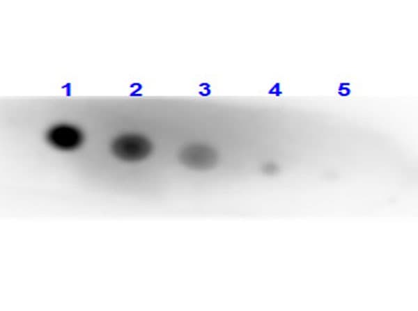 ALPI / Alkaline Phosphatase Antibody (Liquid, Biotin)