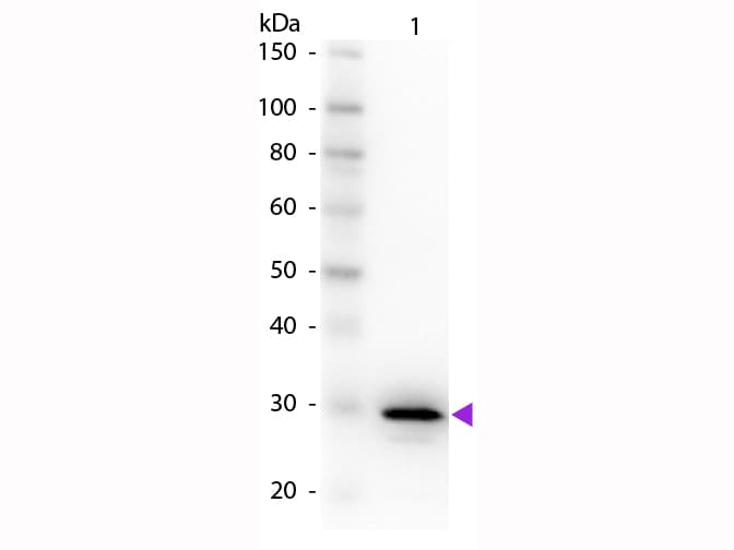 CA2 / Carbonic Anhydrase II Antibody (Liquid)