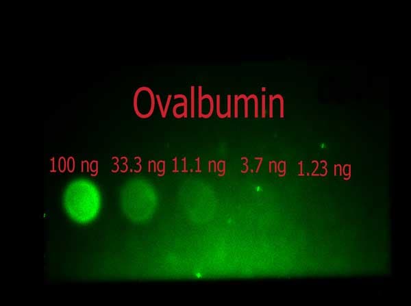 Ovalbumin Antibody (Liquid, FITC)