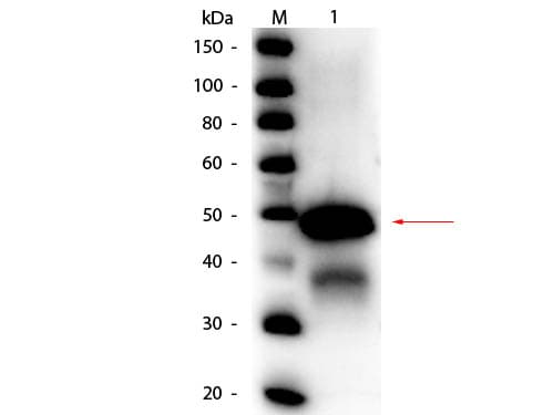 Polyclonal Rabbit anti-Chicken Ovalbumin Antibody (Liquid, HRP, IHC, WB)