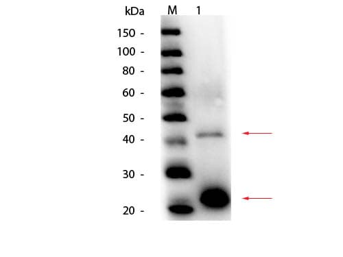 Acid Phosphatase Antibody (Liquid, HRP)