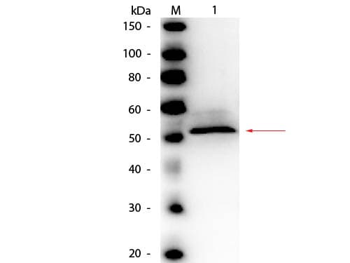 Hexokinase Antibody (Liquid, HRP)