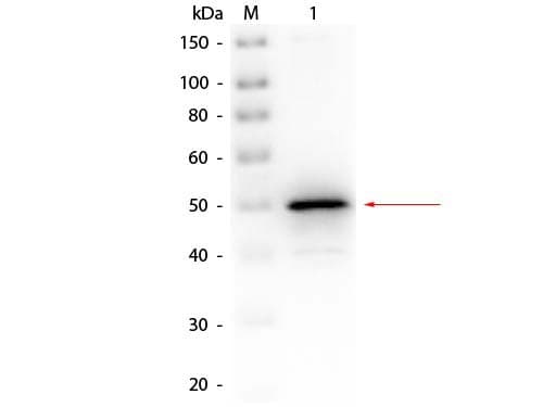 Polyclonal Rabbit anti-E. coli PHOA Antibody (Liquid, Biotin, WB)