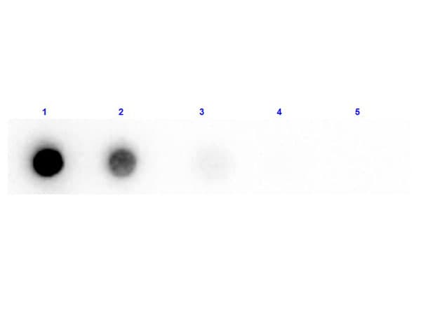 Beta Amylase Antibody (Liquid, Biotin)