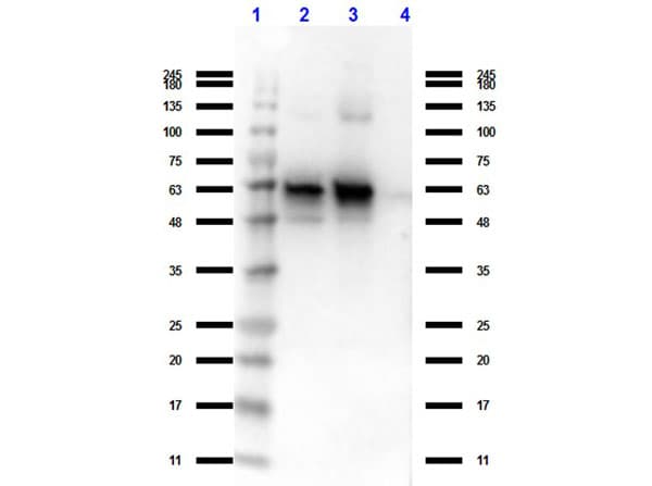 GDF15 Antibody (C-Terminus, clone 6D12.H10.E4)