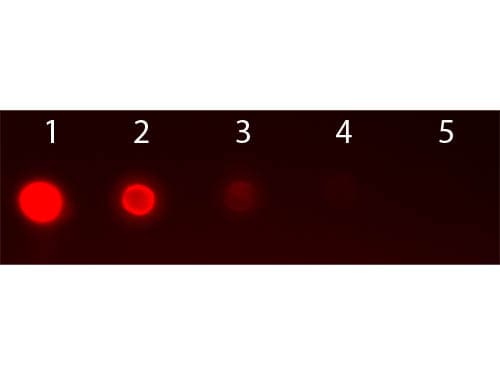 AKT2 Antibody (Internal, clone 11F6.B2, RPE)