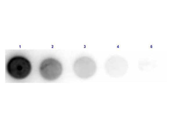 gox / Glucose Oxidase Antibody (Liquid)