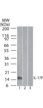 IL17F Antibody (clone 4H1629.1)