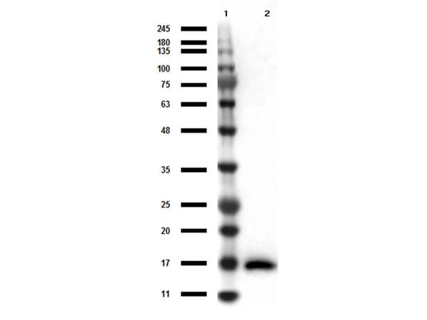 IL17A Antibody (clone 4H1524.1)