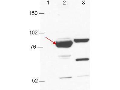 Esrp-1/2 Antibody (clone 23A7.C9)