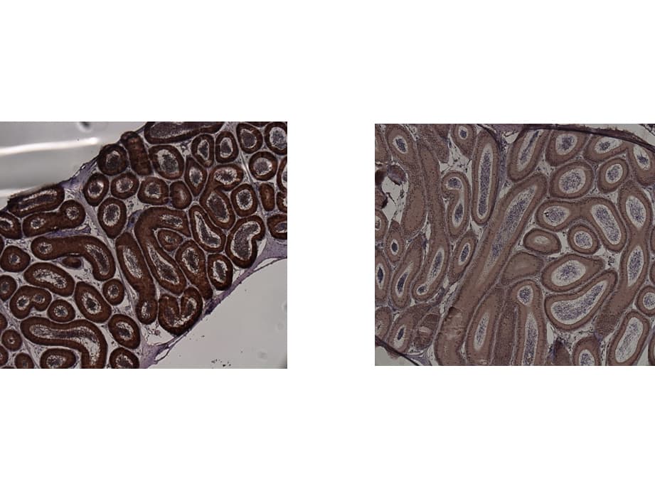 IDO1 / IDO Antibody (clone 2E2.6)