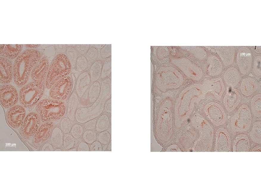 IDO1 / IDO Antibody (clone 2E2.6)
