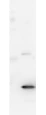 IL17A Antibody (clone 20B4.G10.F5)