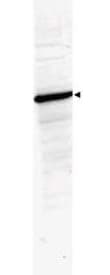 HDAC1 Antibody (aa450-482)