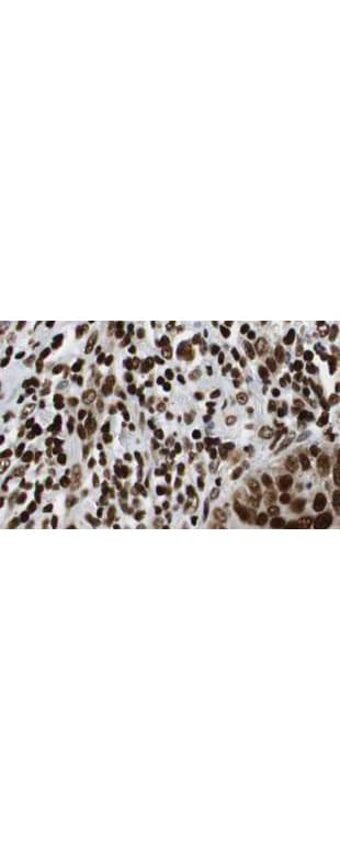 HDAC1 Antibody (aa450-482)
