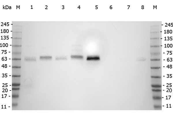 SMAD3 Antibody (aa179, Internal)