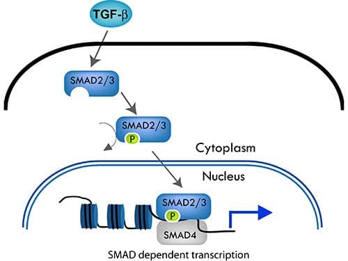 SMAD3 Antibody (aa179, Internal)