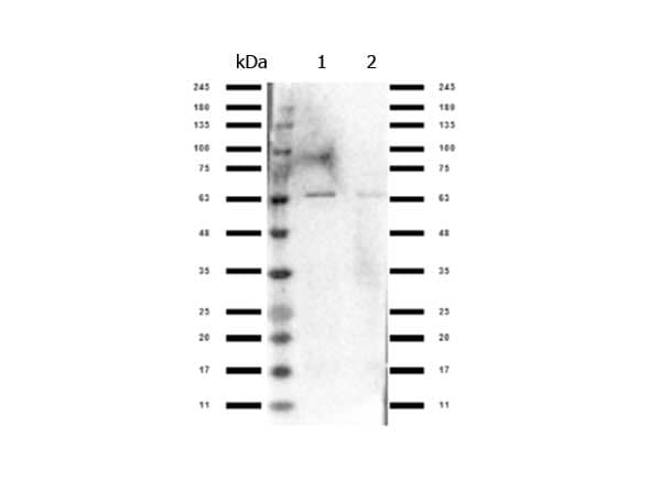 NFE2L2 / NRF2 Antibody (C-Terminus)