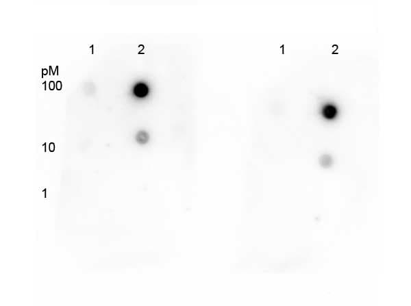 Polyclonal Rabbit anti-Human TP53 / p53 Antibody (Ac-Lys292, WB)