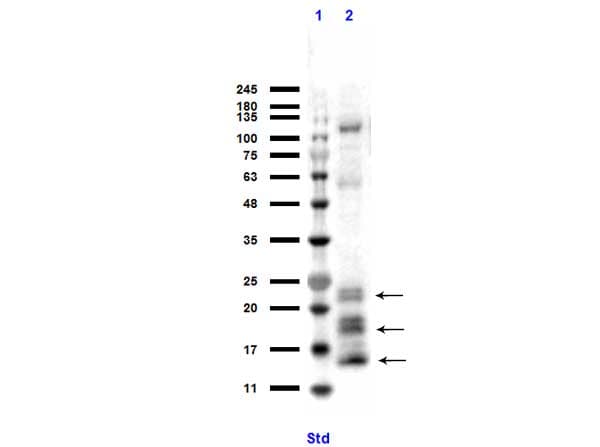 NGP Antibody