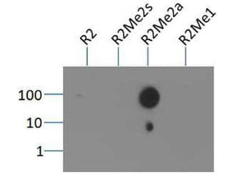 Polyclonal Rabbit anti-Human HIST3H3 Antibody (Asym-Me2-Arg2, IHC, IF, WB)