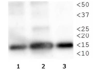 HIST3H3 Antibody (phospho-Thr3/Me-Lys4)