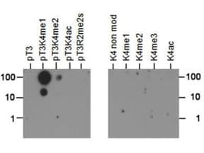 HIST3H3 Antibody (phospho-Thr3/Me-Lys4)